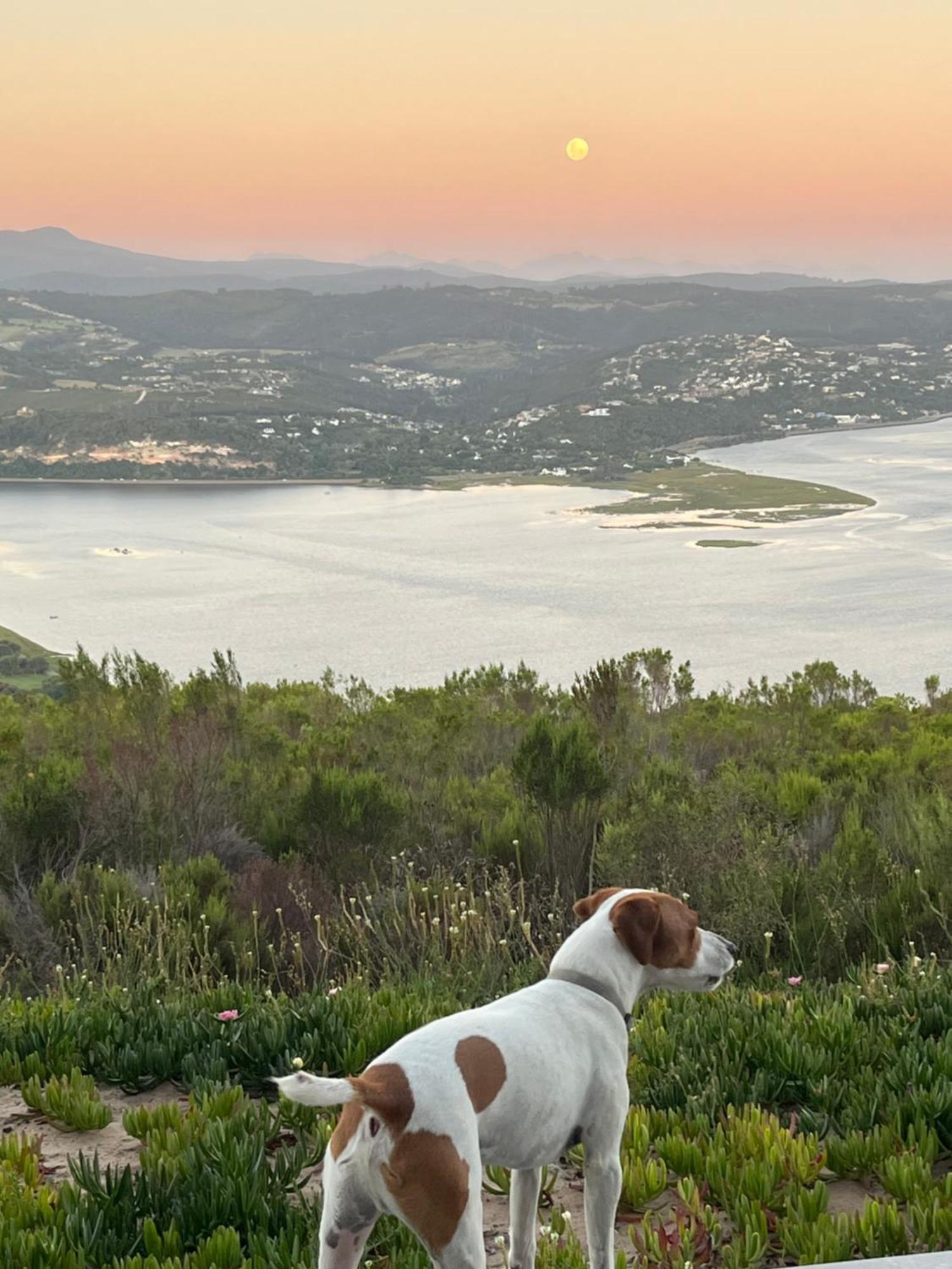Die Uitzicht Guesthouse - Knysna Eksteriør billede